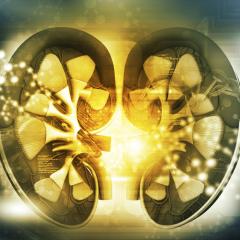 Kidney illustration