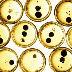 Antibiotic-resistant bacteria