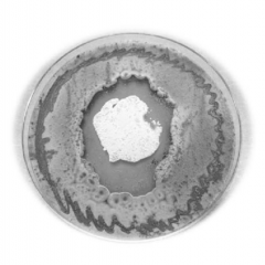 The key to discovering new antibiotics and other drugs may lie in the inter-kingdom chemical warfare between fungi and bacteria, according to new research from the University of Queensland (UQ).