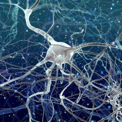 Neurons are involved in sensing chronic pain. Credit: istock/whitehoune