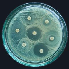 An agar plate showing bacteria that have become resistant to antibiotics