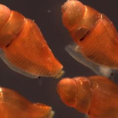 juvenile cone snails