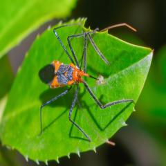 An assassin bug eating an aphid