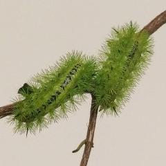 Two electric caterpillars on a tree branch