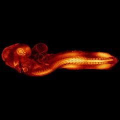 Glowing quail embryo