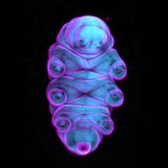 A colourful blue and purple image of a tardigrade or 'water bear'