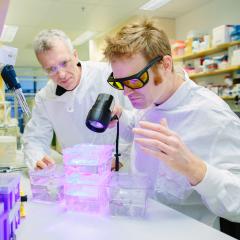 Professor Rob Parton and Dr Thomas Hall are finding insights into muscle diseases by studying zebrafish