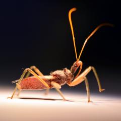 Assassin bug. Credit: Jiayi Jin, Institute for Molecular Bioscience, UQ.