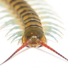 Centipede toxins are giving researchers insights into the evolution of peptides.