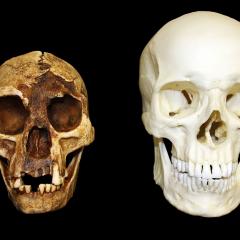 Skull of Homo floresiensis (left) and Homo sapiens (right) demonstrates the size difference.