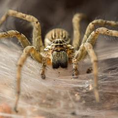 Funnel-web spider. Credit: Sharath J Vois/iStock.