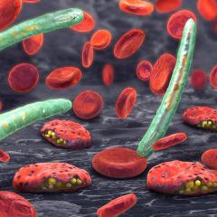 The malaria parasite Plasmodium killing red blood cells. Credit: Shutterstock/Christoph Bergstedt