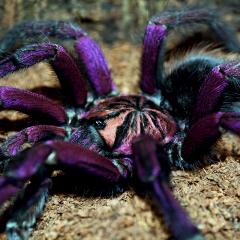 Purple tarantula bird spider. Credit: Shutterstock/Lucasz Kowalkowski.
