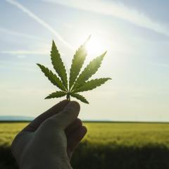 Hand holding a marijuana leaf on a background of blue sky