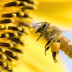Honeybee hovering near flower.