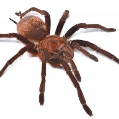Venezuelan Pinkfoot Goliath tarantula