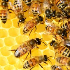 Honey bees clustered on honeycomb