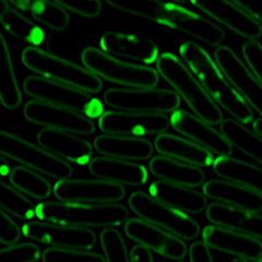 Bacteria stained with green fluorescent probe 