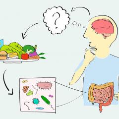 A new study has challenged the growing popular belief that the gut microbiome drives autism.