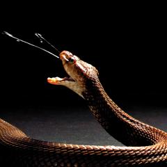 Venom from spitting cobras has evolved as a form of self-defence, rather than for capturing prey. Credit: The Trustees of the Natural History Museum, London and Callum Mair