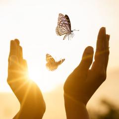 Two hands releasing butterflies