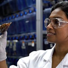 Dr Himaya Siddhihalu Wickrama Hewage examining a marine cone snail