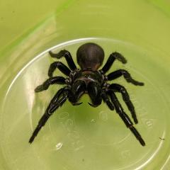 Fraser Island (K'gari) funnel web in a container