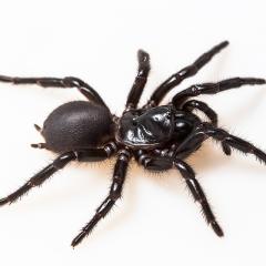 K'gari (Fraser Island) funnel web spider
