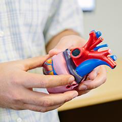 Funding to grow bionic hearts
