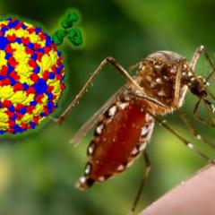 Dengue virus and mosquito