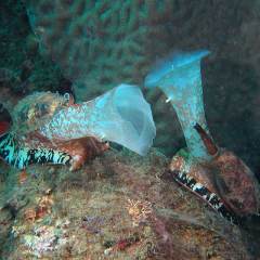 Killer sea snail a target for new drugs