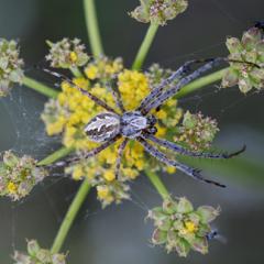 How the desert bush spider could help development of human drugs and bee-friendly insecticides