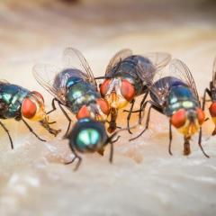 A cluster of flies feeding