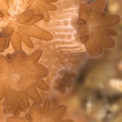 The symbiotic algae growing inside the coral polyps of Acropora tenuis