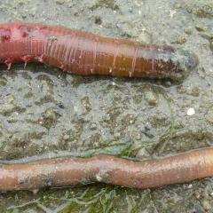 Marine sandworm