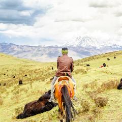 Yak herder on Tibetan highlands. Streetflash/Shutterstock.com