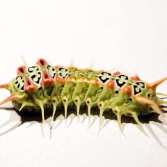 Venomous caterpillar Doratifera vulnerans 
