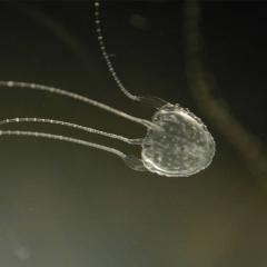 Researchers are trying to discover why the toxins of jellyfish are so deadly, yet have evolved to kill in different ways.