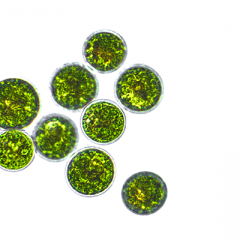 Microalgae used for wound healing