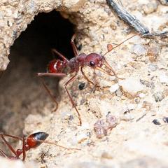 Bull ant in nest