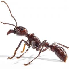 Bullet ant 