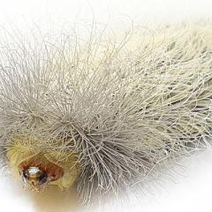 white caterpillar of the black-waved flannel moth 