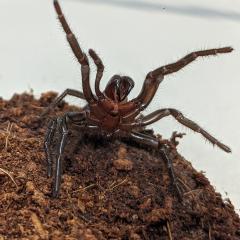 Sydney Funnel-web spider rearing up