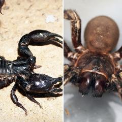 Scorpions and tarantulas are two ancient arachnids - but which would win in a fight?